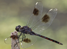 Four-spotted Pennant